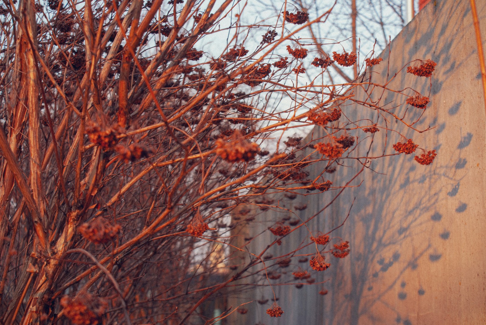 A tree with red berries on it next to a fence