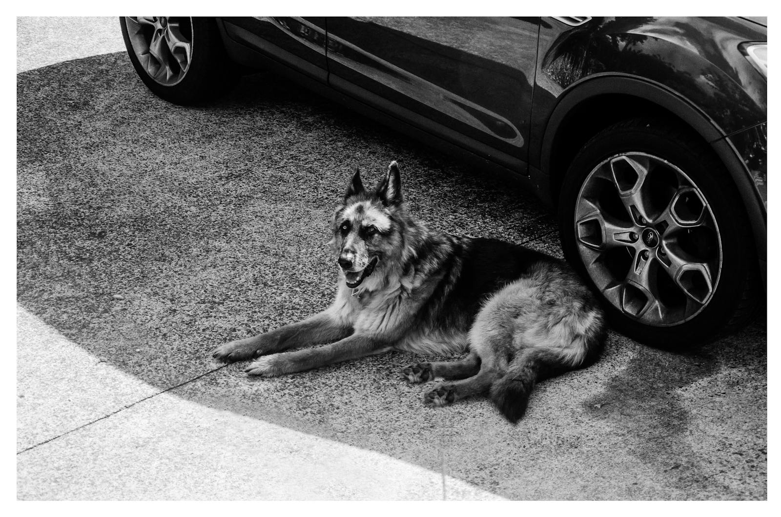 Black and white photo of a German Shepherd relaxing beside a car on a street in Auckland.