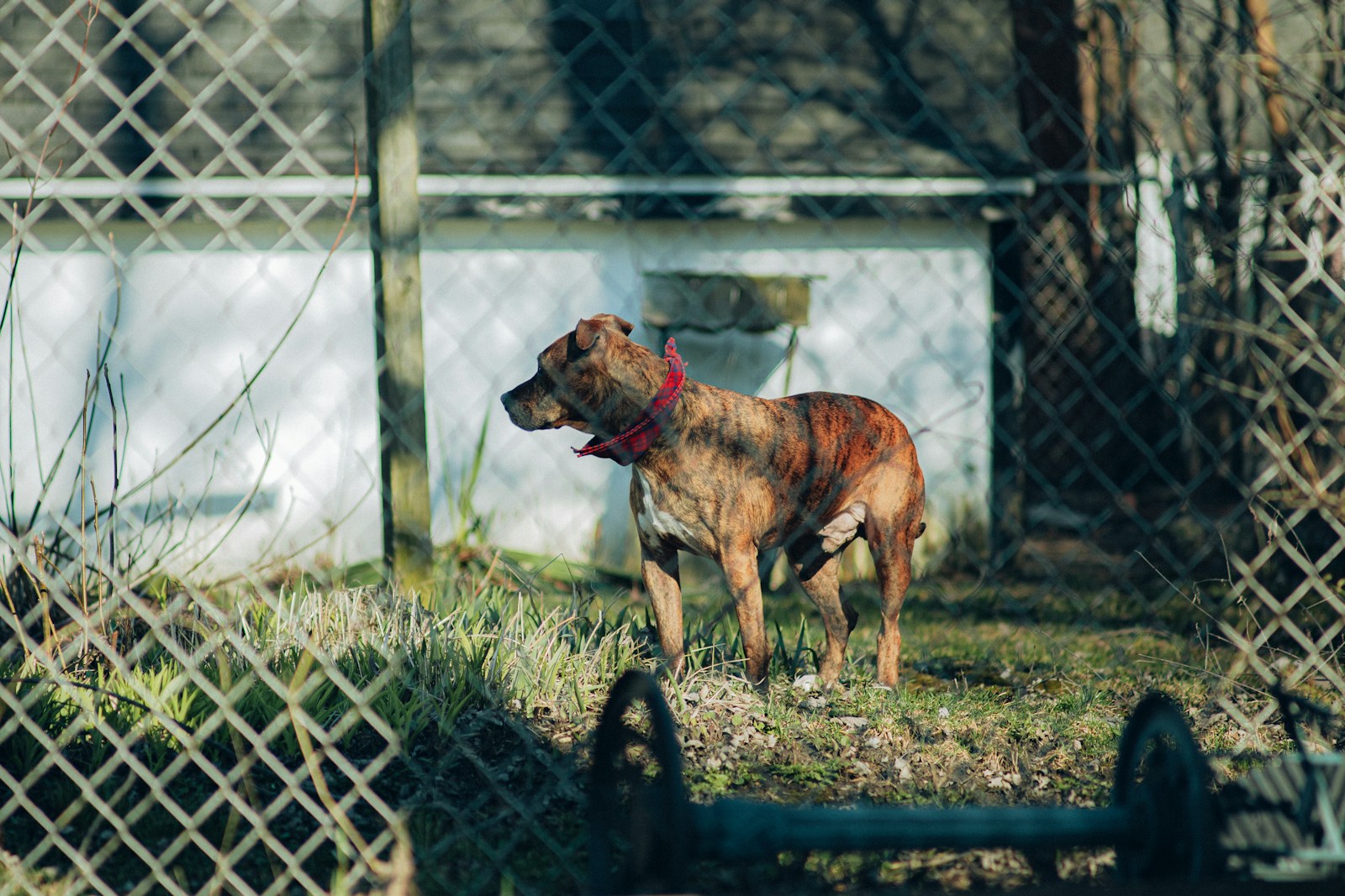 a dog standing in the grass behind a fence