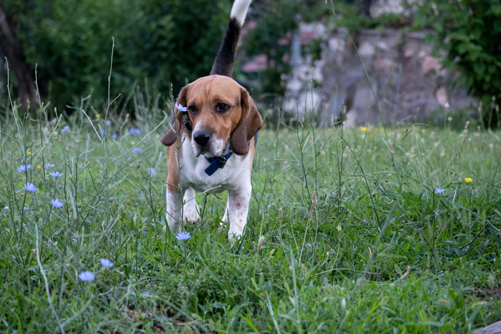 a brown and white dog standing on top of a lush green field