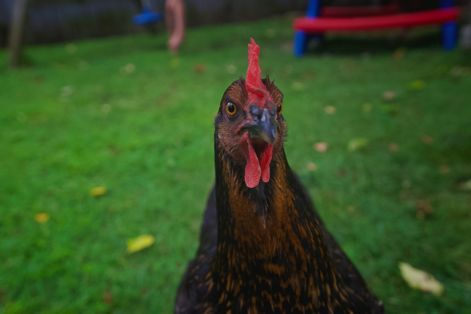 A close up of a chicken on a grass field