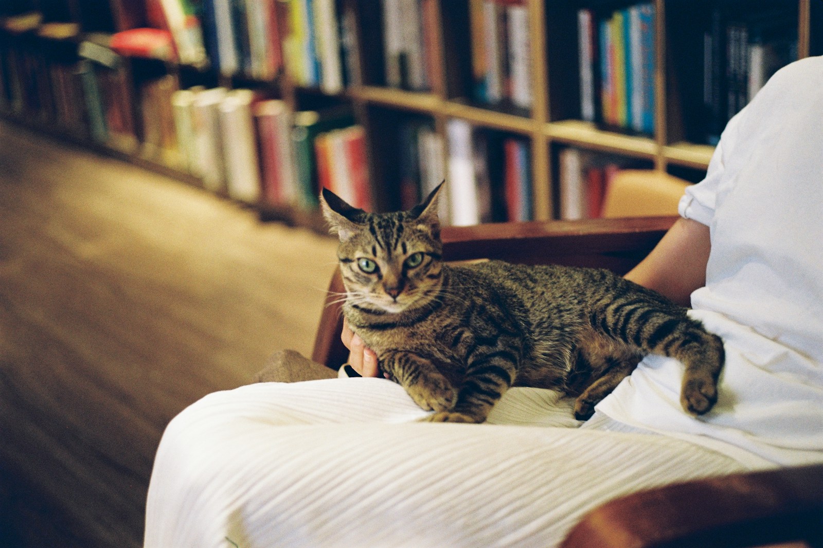 A tabby cat sits on a person's lap.