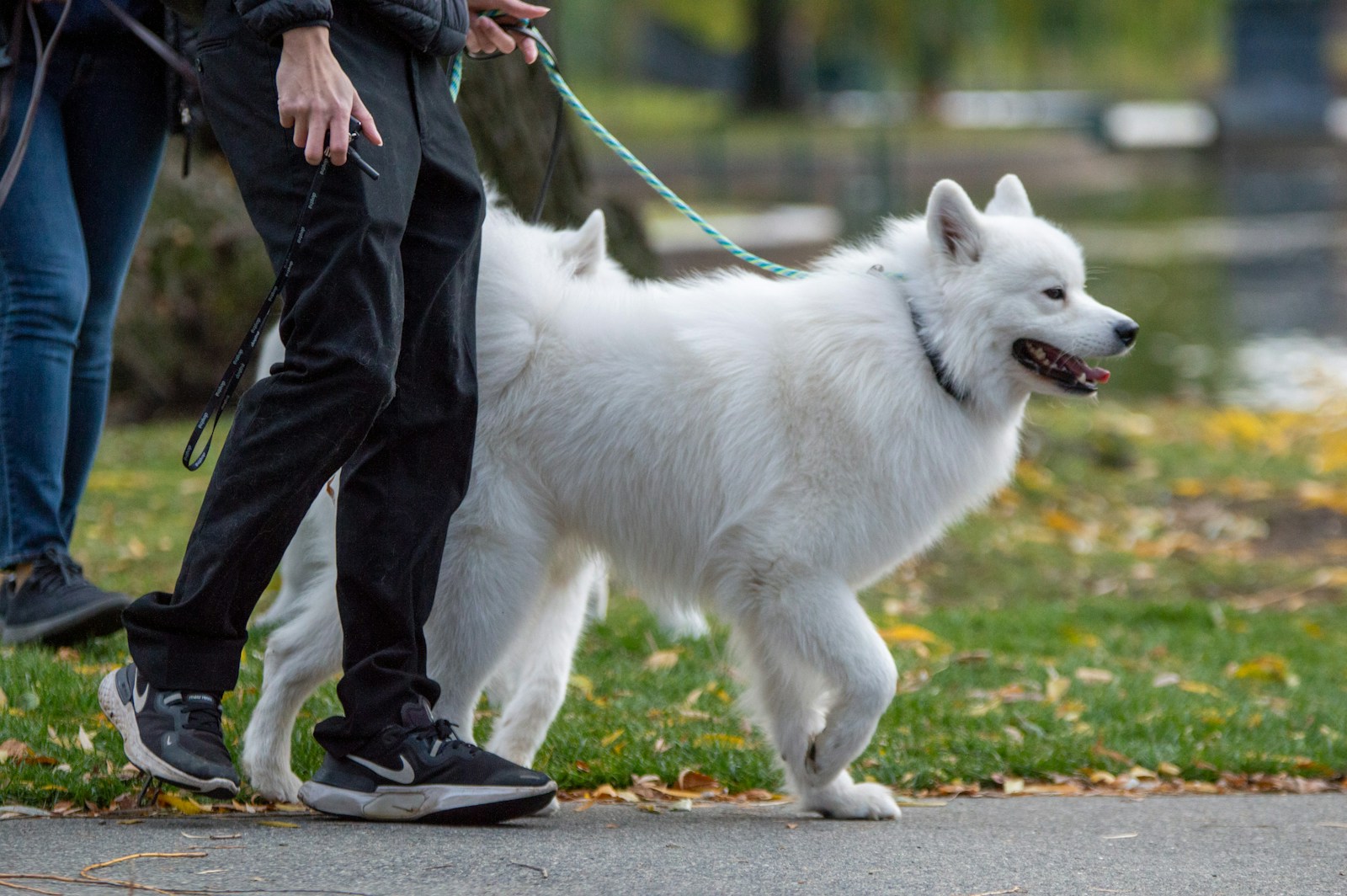 a person walking a white dog on a leash