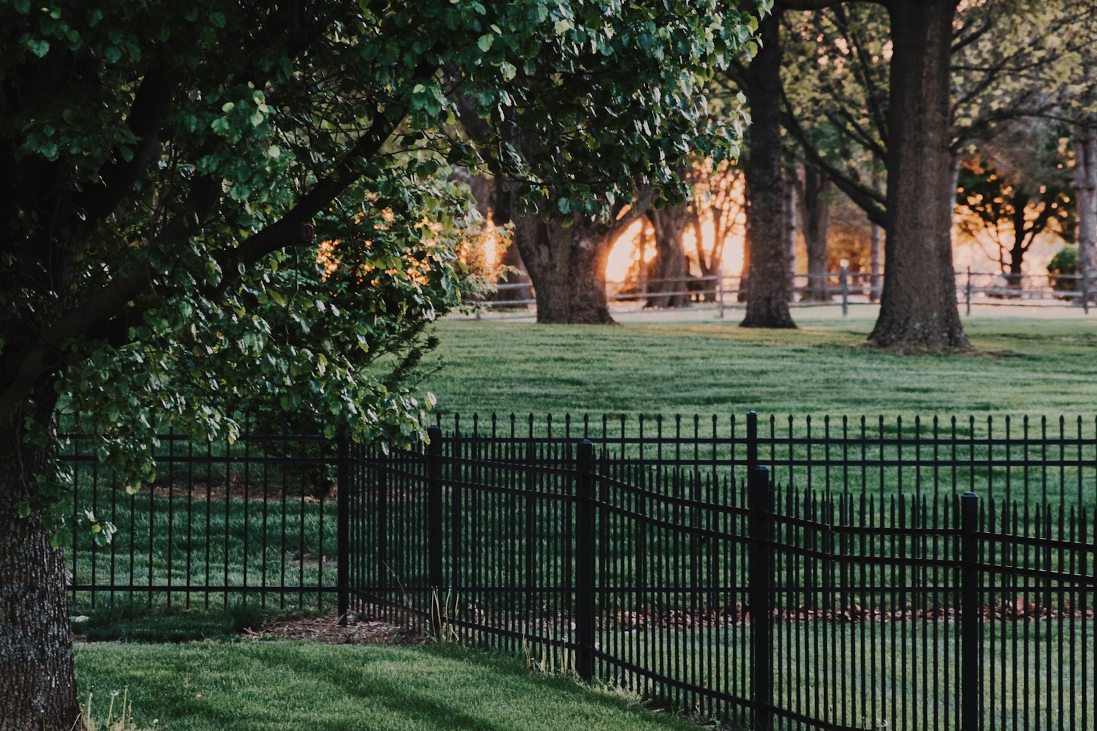 green grass field with black metal fence