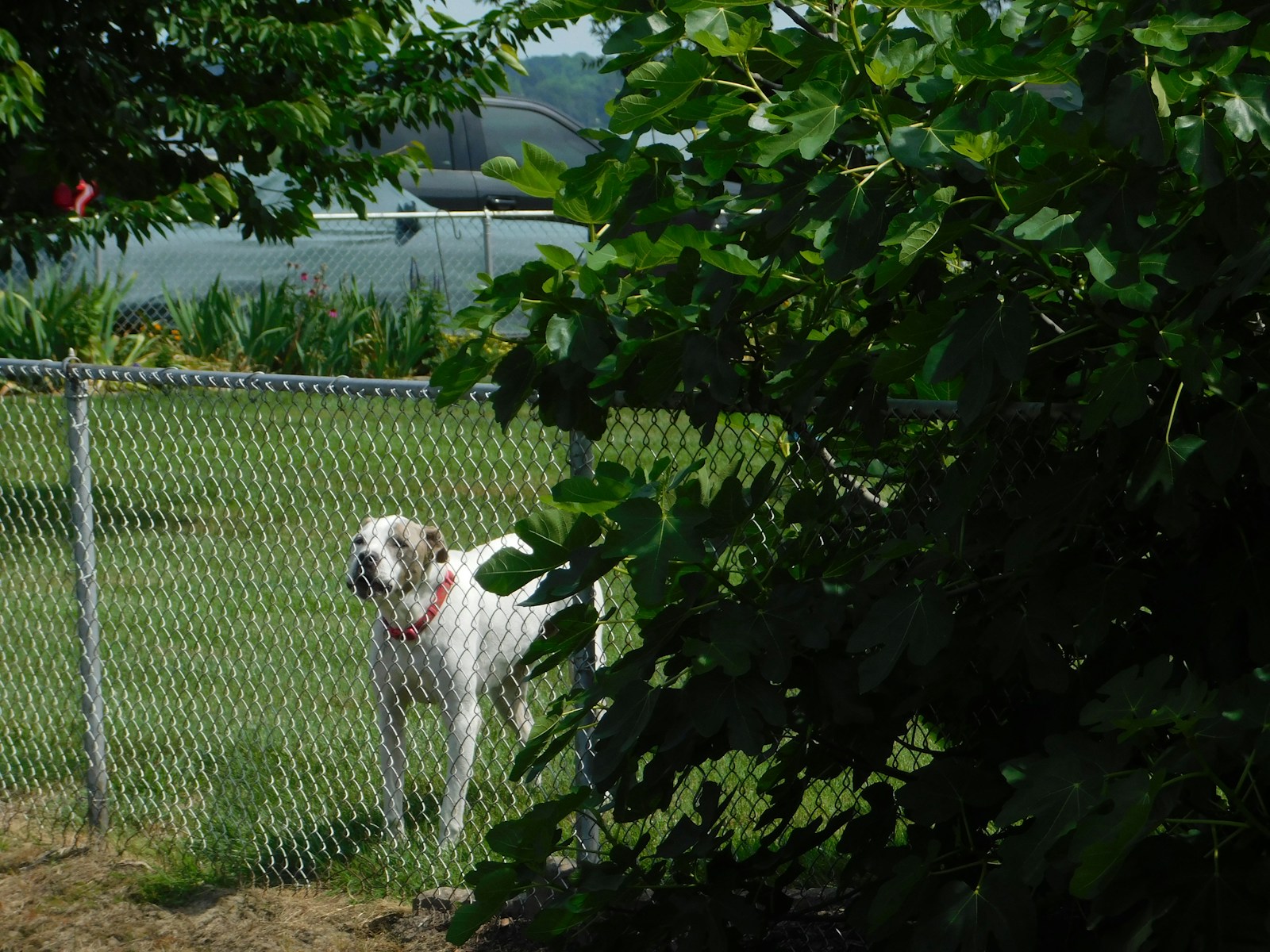 White dog behind a chain-link fence