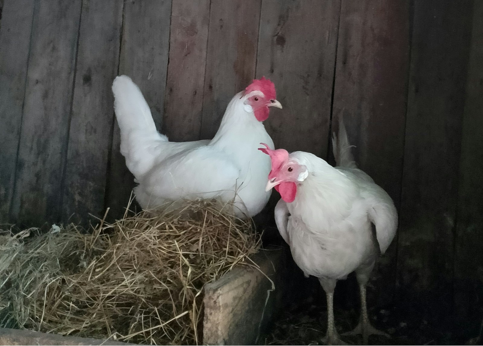 A couple of chickens standing on top of a pile of hay