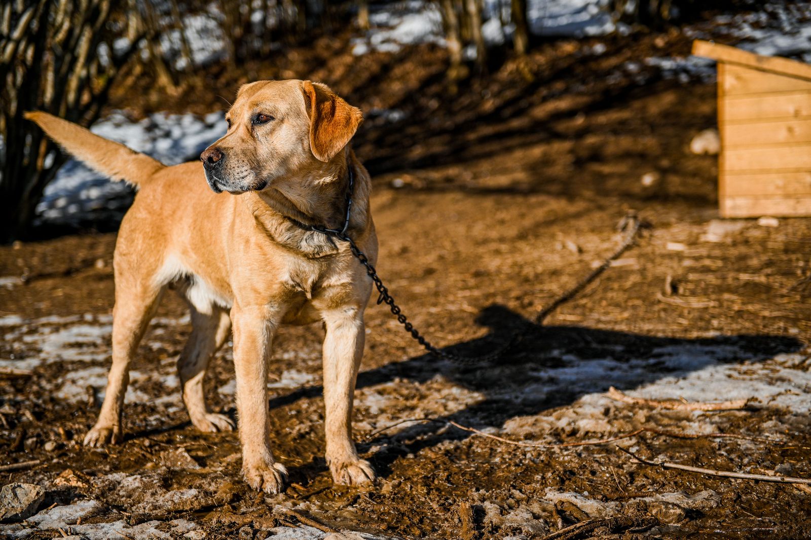Golden Labrador Retriever on a chain in a sunny rural setting.