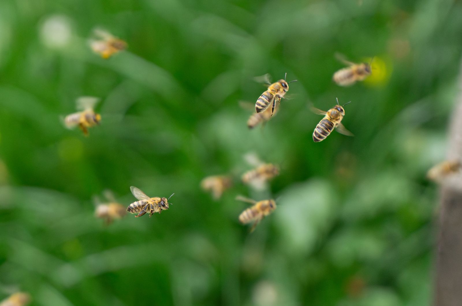 A swarm of bees flying over lush green background, showcasing nature's vibrant ecosystem.