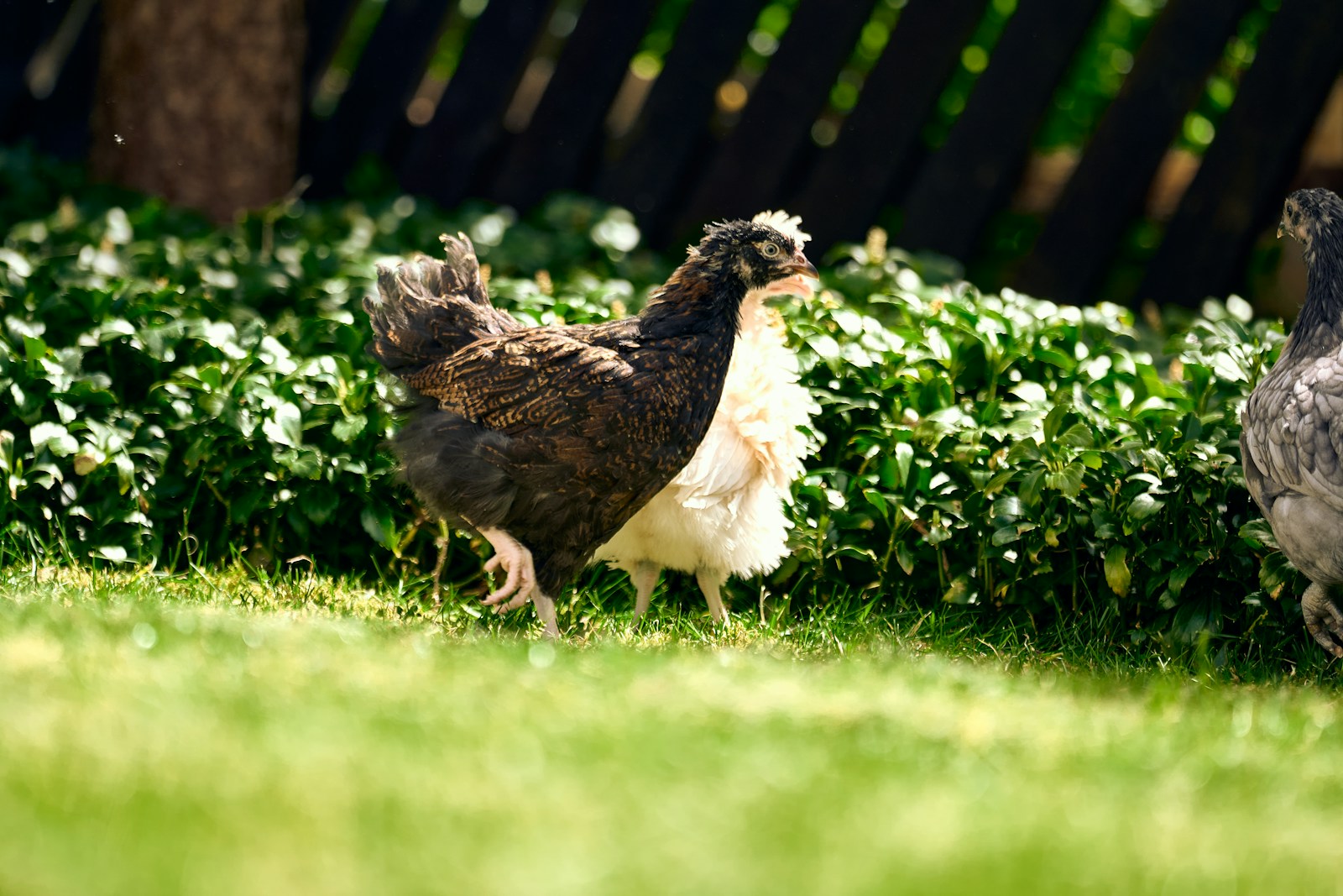 A crested chicken walking on vibrant green grass.