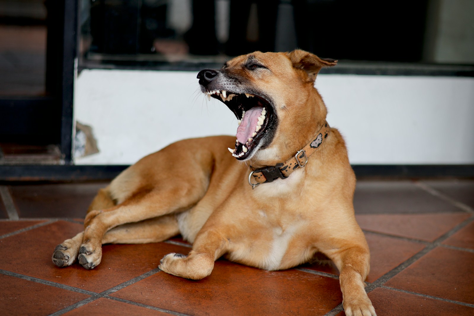 a dog yawning on a tile floor