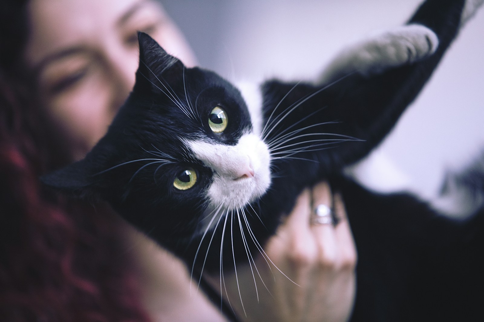 black and white cat