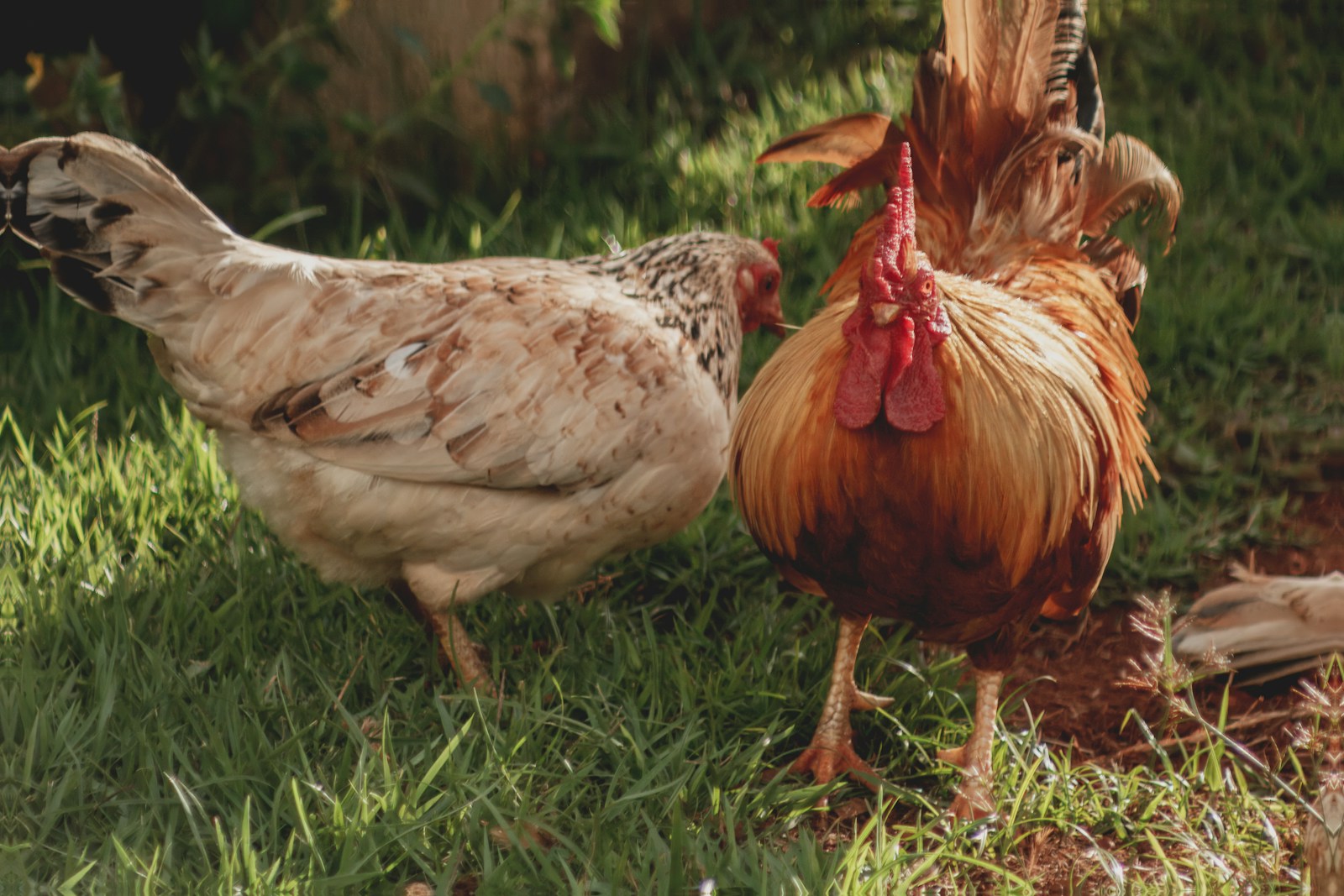 A rooster and a hen stand on green grass.