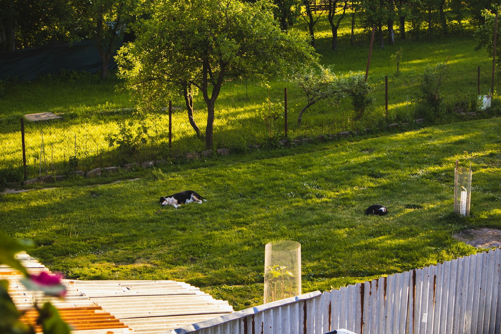 a couple of dogs laying on top of a lush green field