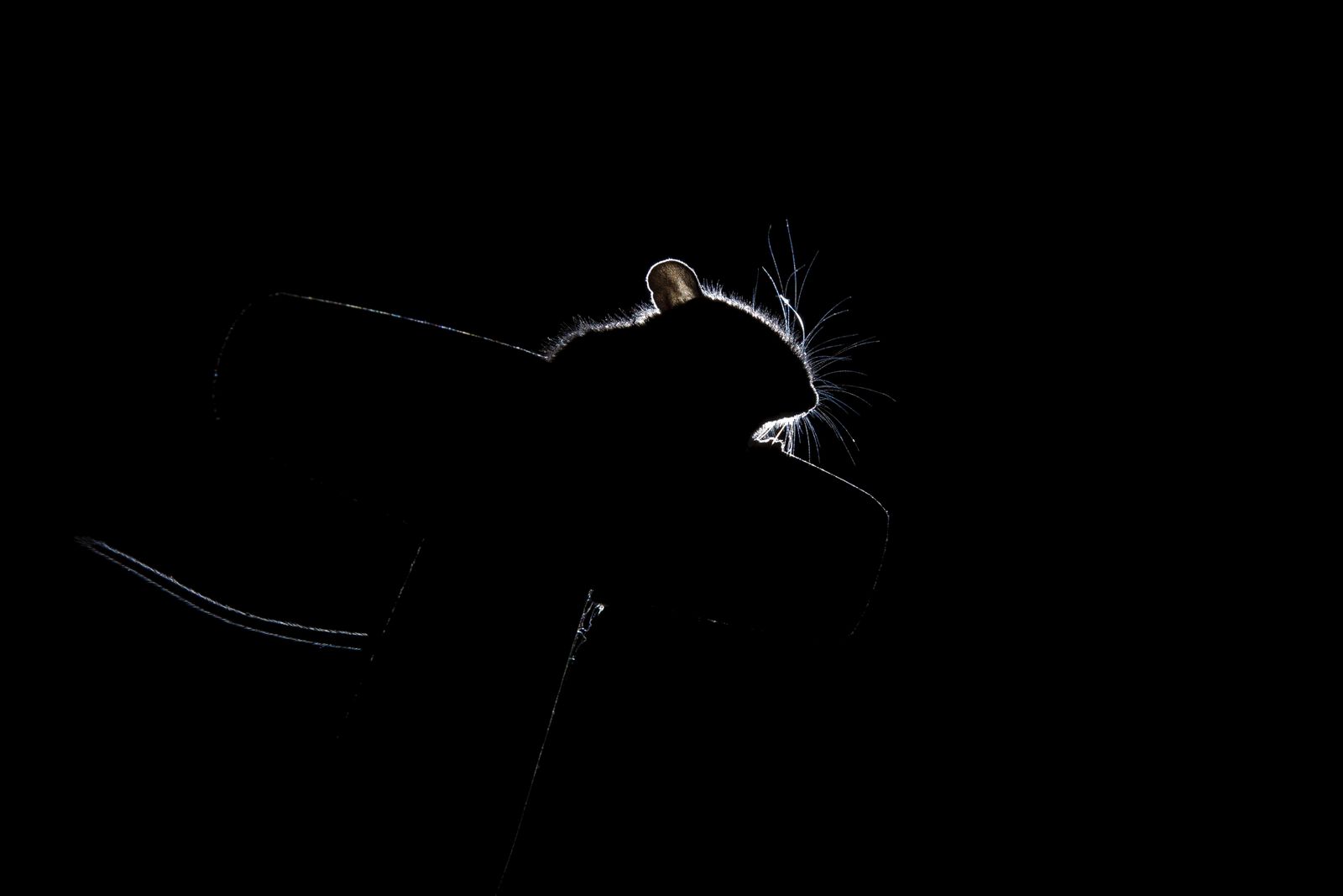 A striking silhouette of a mouse highlighted by backlight, showcasing its whiskers and profile.