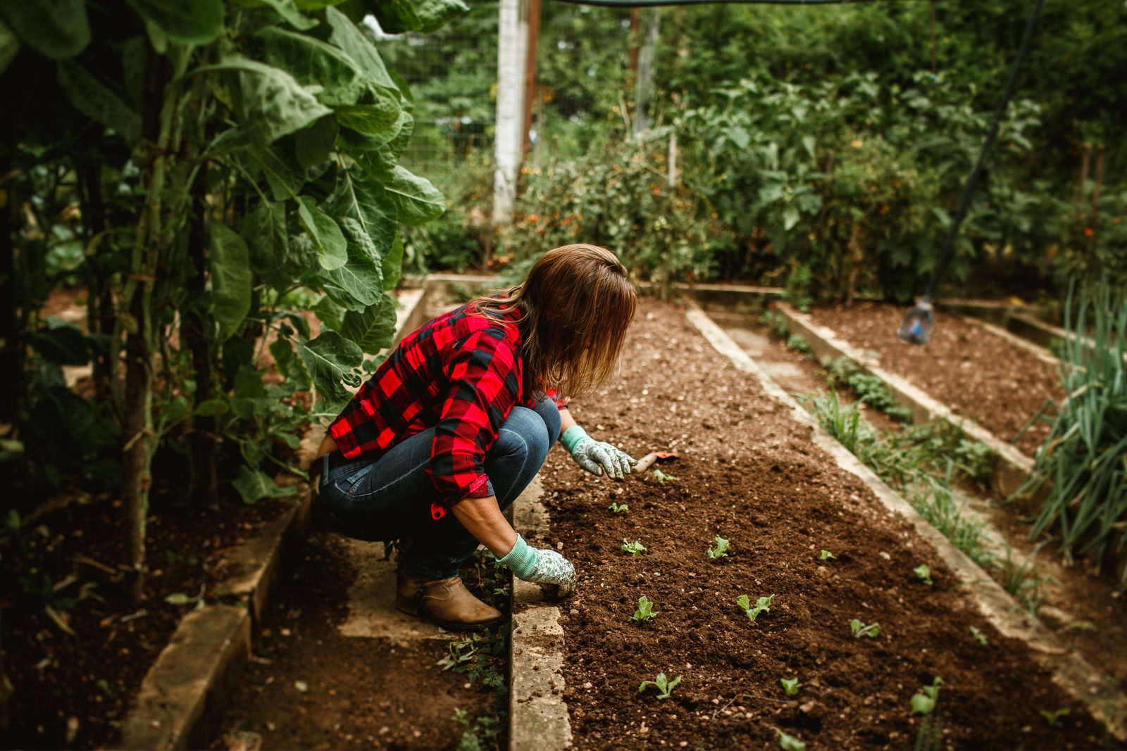 Woman tending young plants in a vibrant vegetable garden, showcasing sustainable farming.