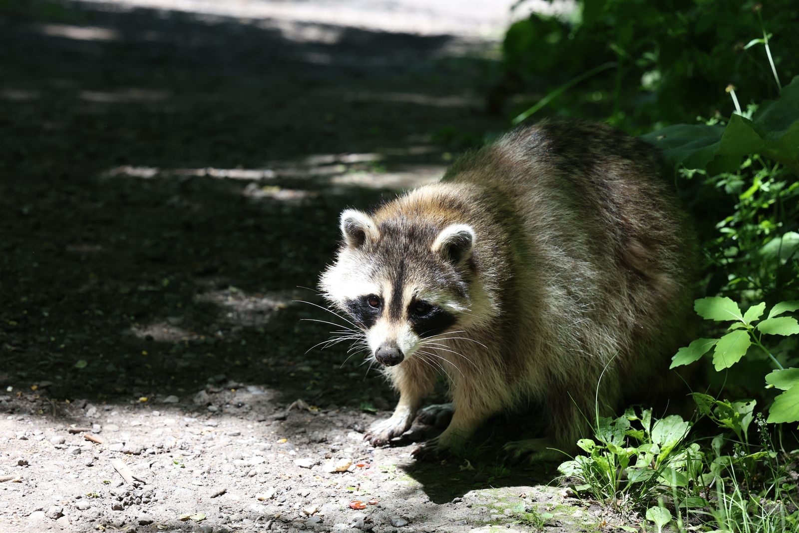 Raccoon standing in a sunlit woodland path surrounded by greenery.