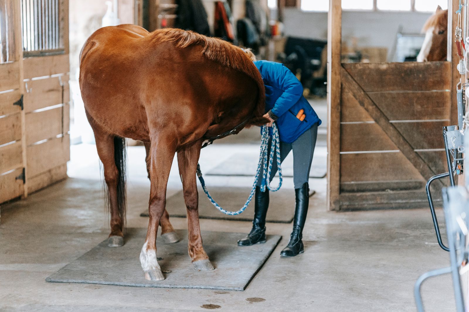 A woman takes care of her horse inside a cozy stable, creating a bond.