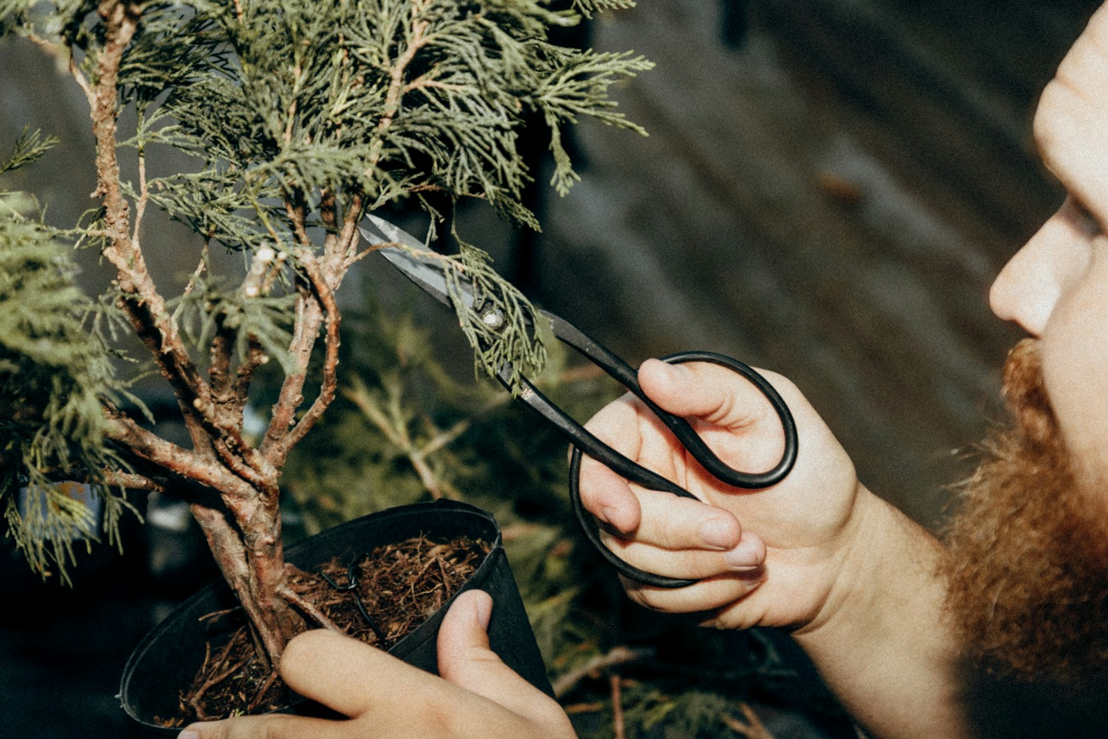 Bearded man pruning a small bonsai tree