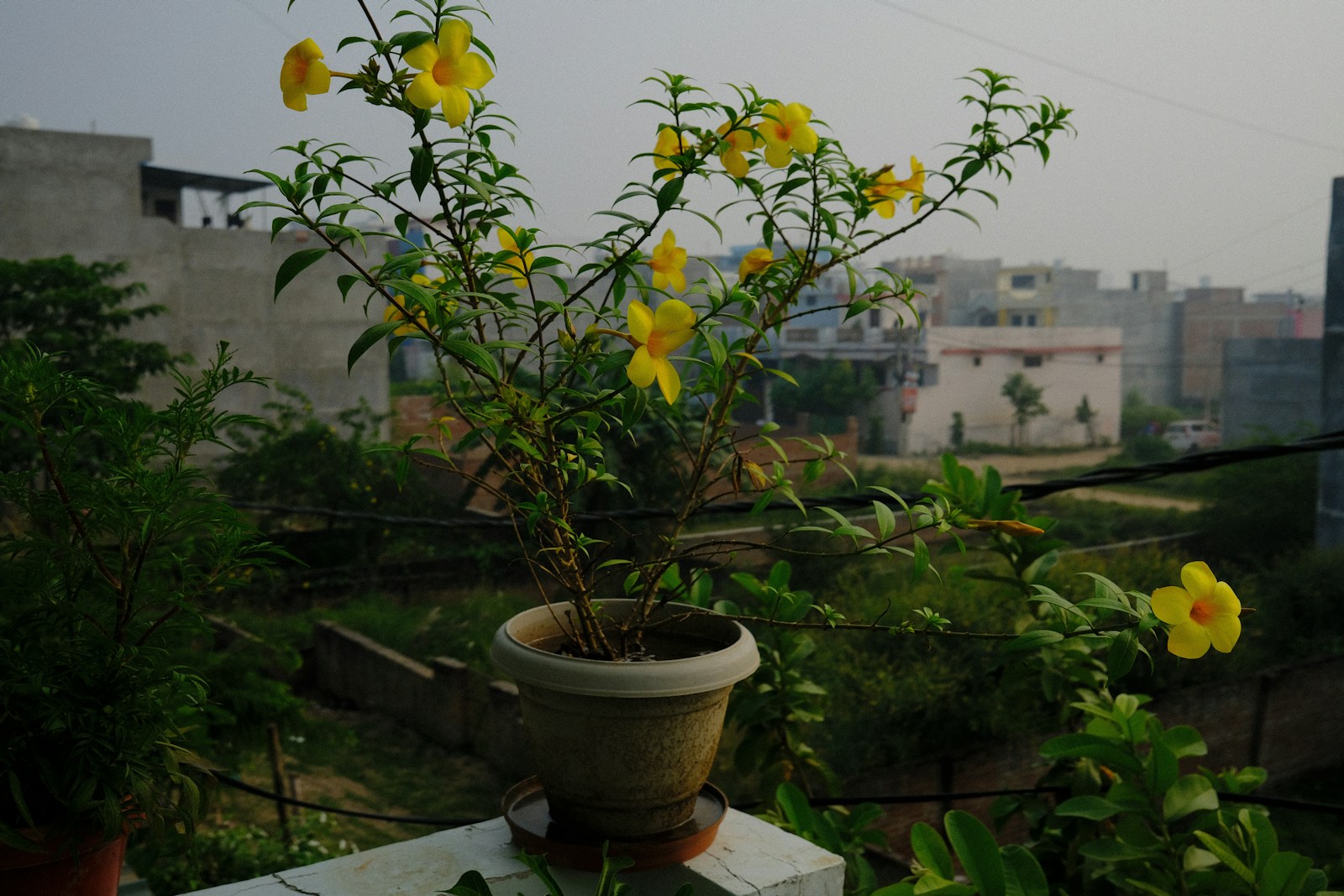 Right-Of-Way Neighbors Hang A Flower Pot Over Private Property, Threaten “Murder,” Gather A Street Mob, And Somehow The Landlord Says The Pot Can Stay