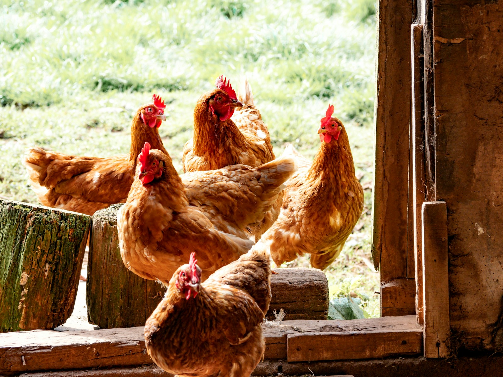 Chicken Owner Dumps A UV Trap Full Of Dehydrated Mosquitoes Into The Coop, Turning A Bug Problem Into The Most Horrifying Poultry Snack Pile Imaginable