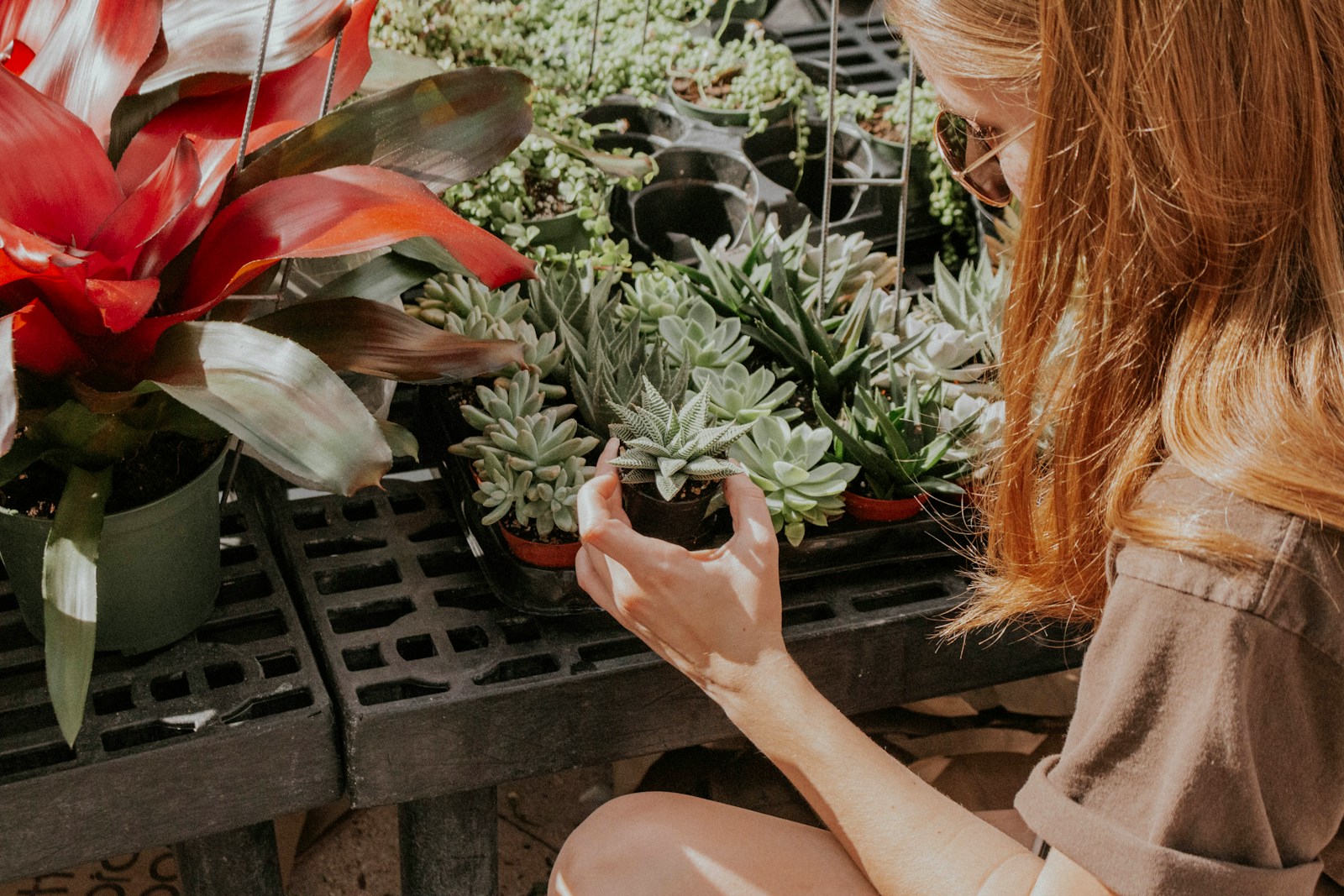 succulent plants