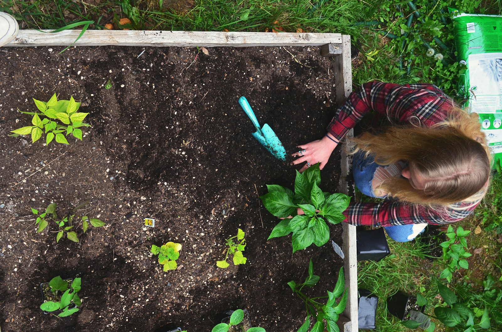 Gardener tending to plants in a raised garden bed.