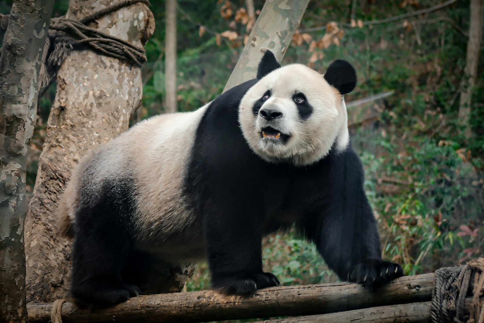 a panda bear standing on a log in a forest