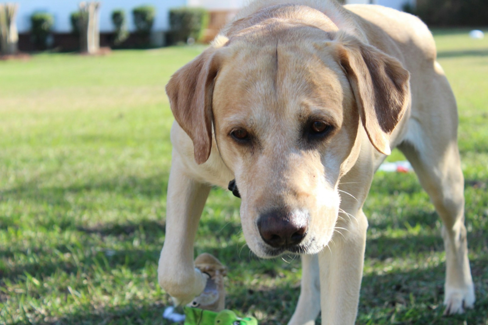 A light-colored dog plays with a toy outdoors.