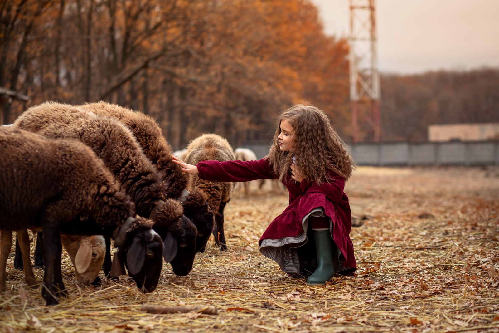 A young girl in a red dress patting sheep on a rural farm in autumn.