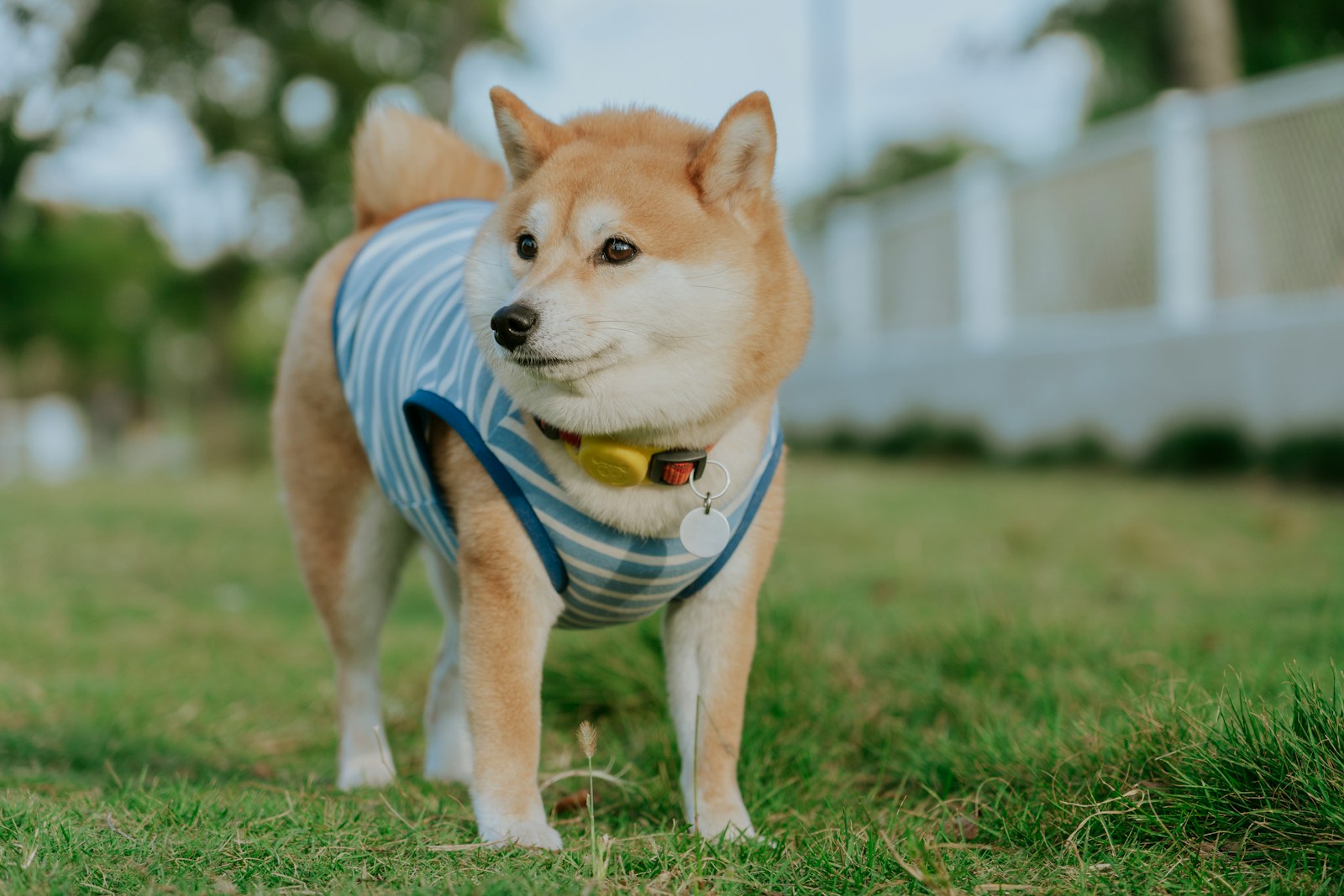Shiba inu dog wearing a striped shirt outdoors