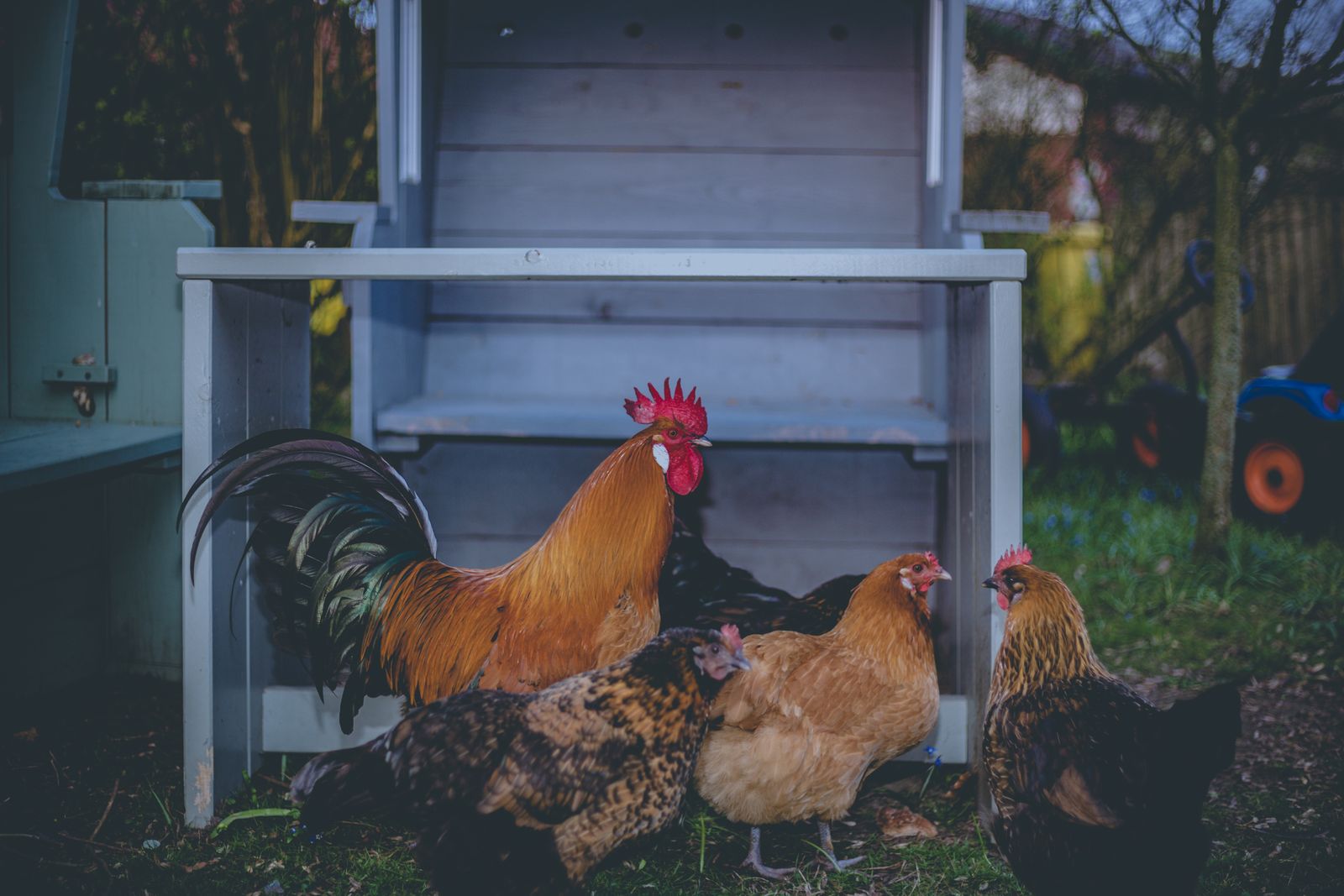 A vibrant rooster and hens gathered near a barn outdoors, showcasing domestic farm life.