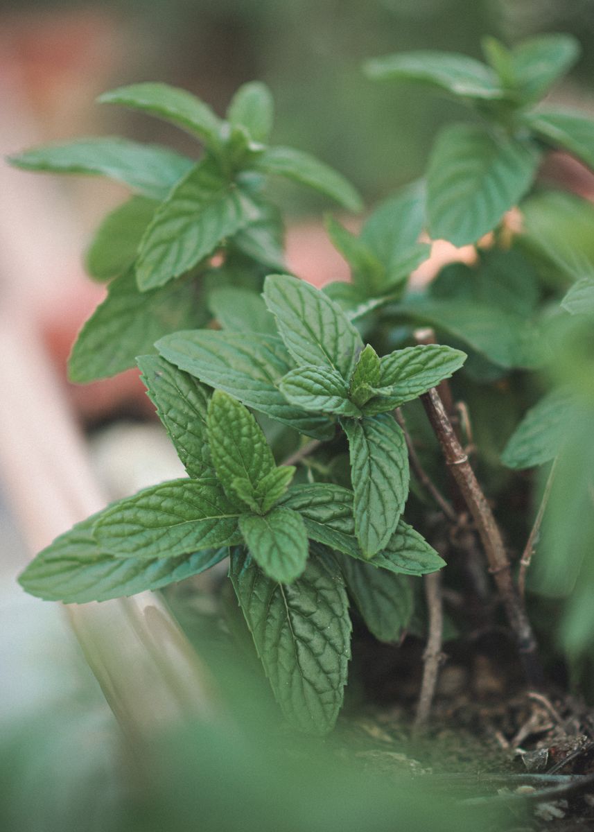 Vibrant green mint leaves growing outdoors in Tunisia garden.