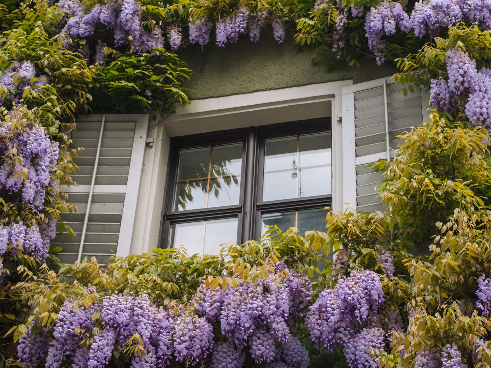 Beautiful window adorned with vibrant wisteria flowers in Austria. Perfect for spring themes.