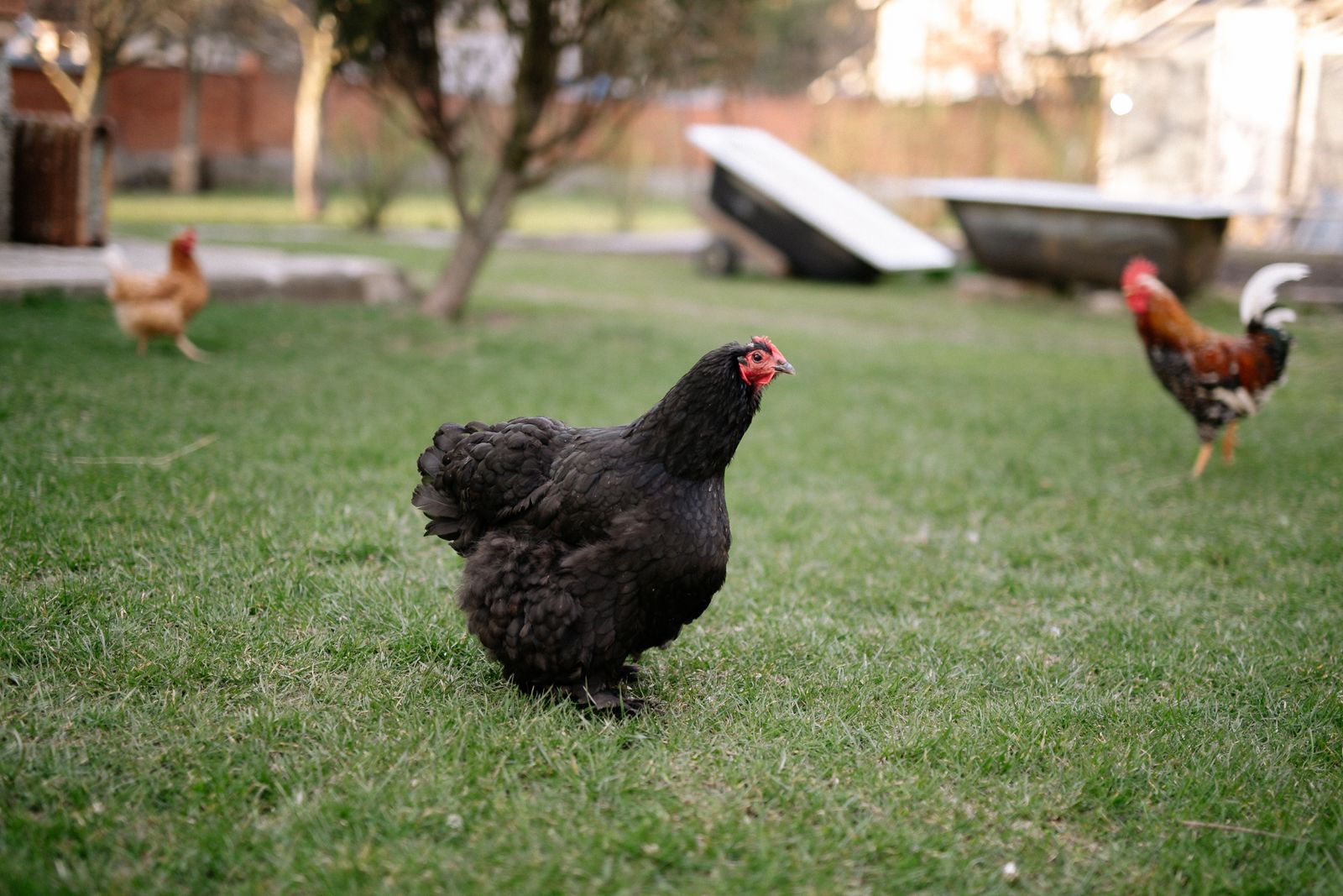 Chickens strolling freely in a grassy area of a farm, showcasing outdoor poultry life.