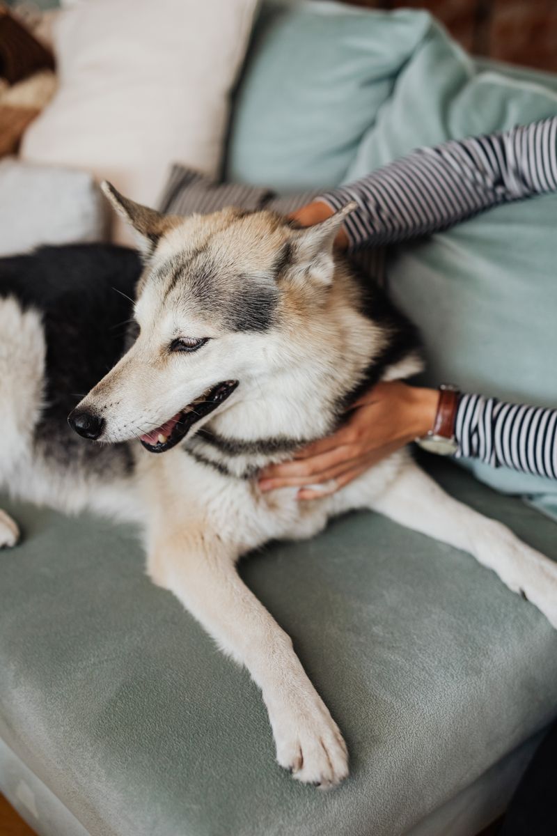 Siberian Husky being lovingly petted on a cozy sofa by its owner indoors.