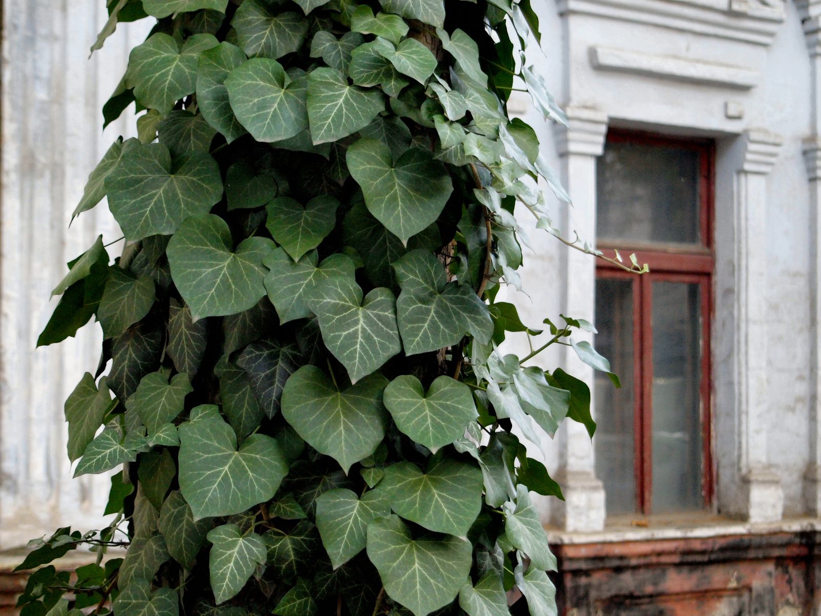 Lush ivy leaves climbing a column beside a rustic window in an old building.