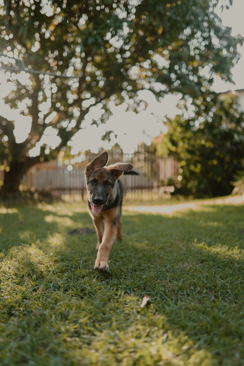 A german shepherd puppy runs on green grass