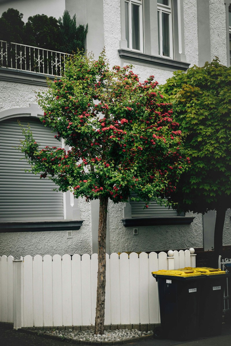 A tree stands near a white fence and trash bins