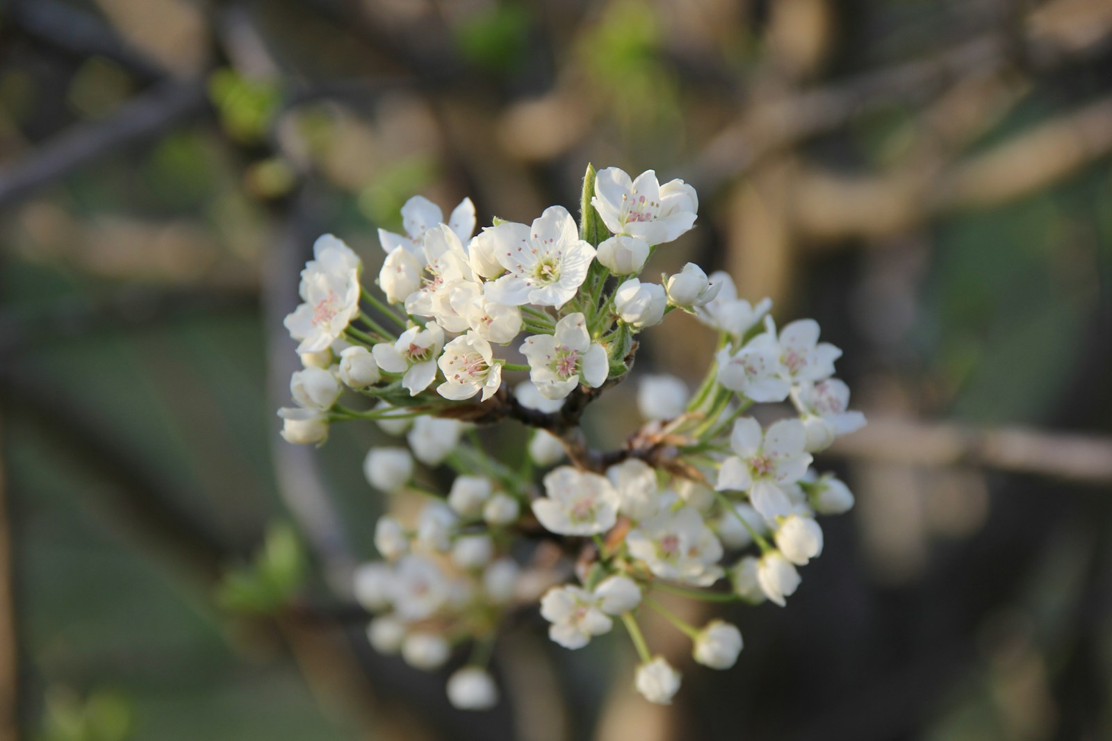 a close up of a white flower on a tree