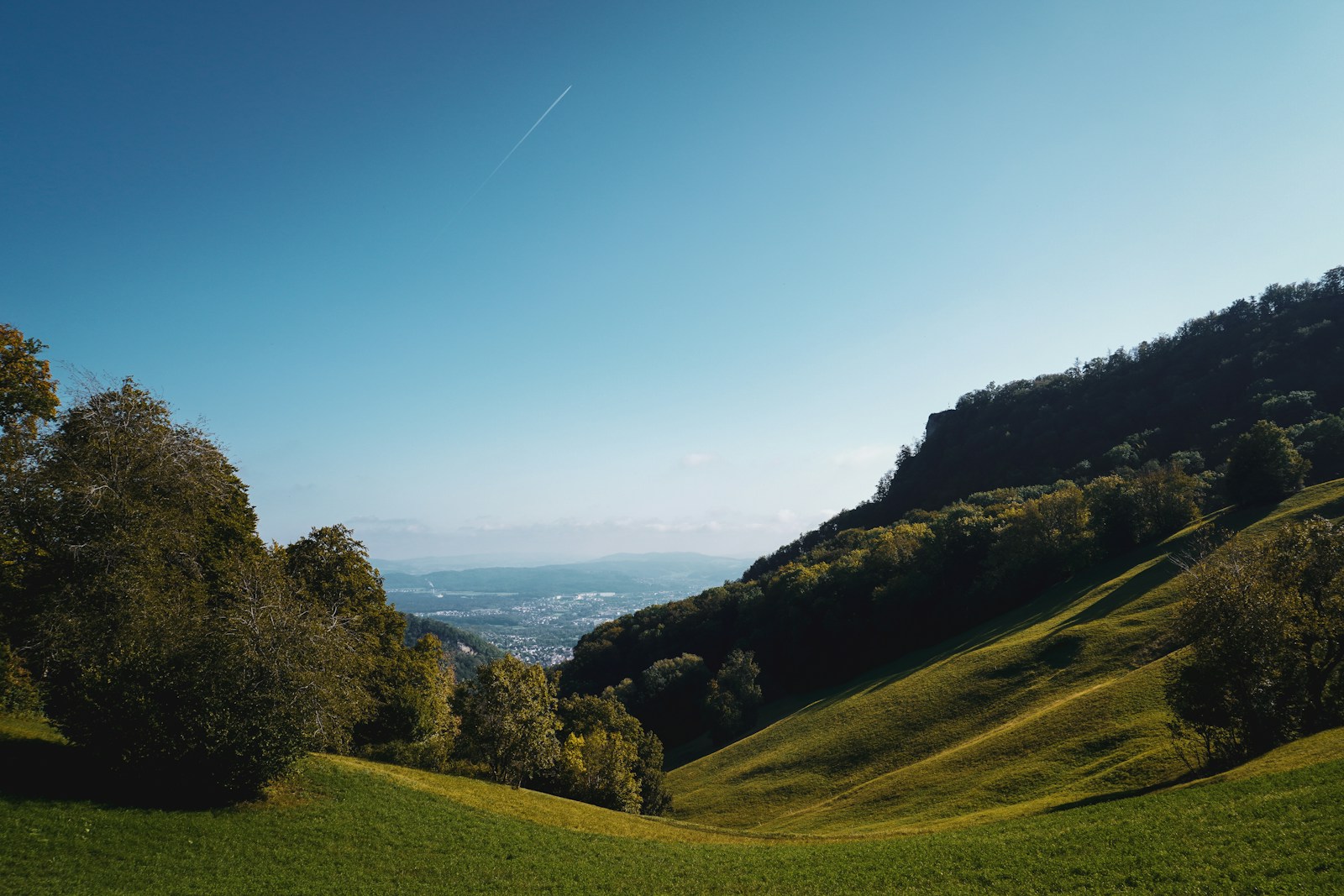 a lush green hillside covered in lots of trees