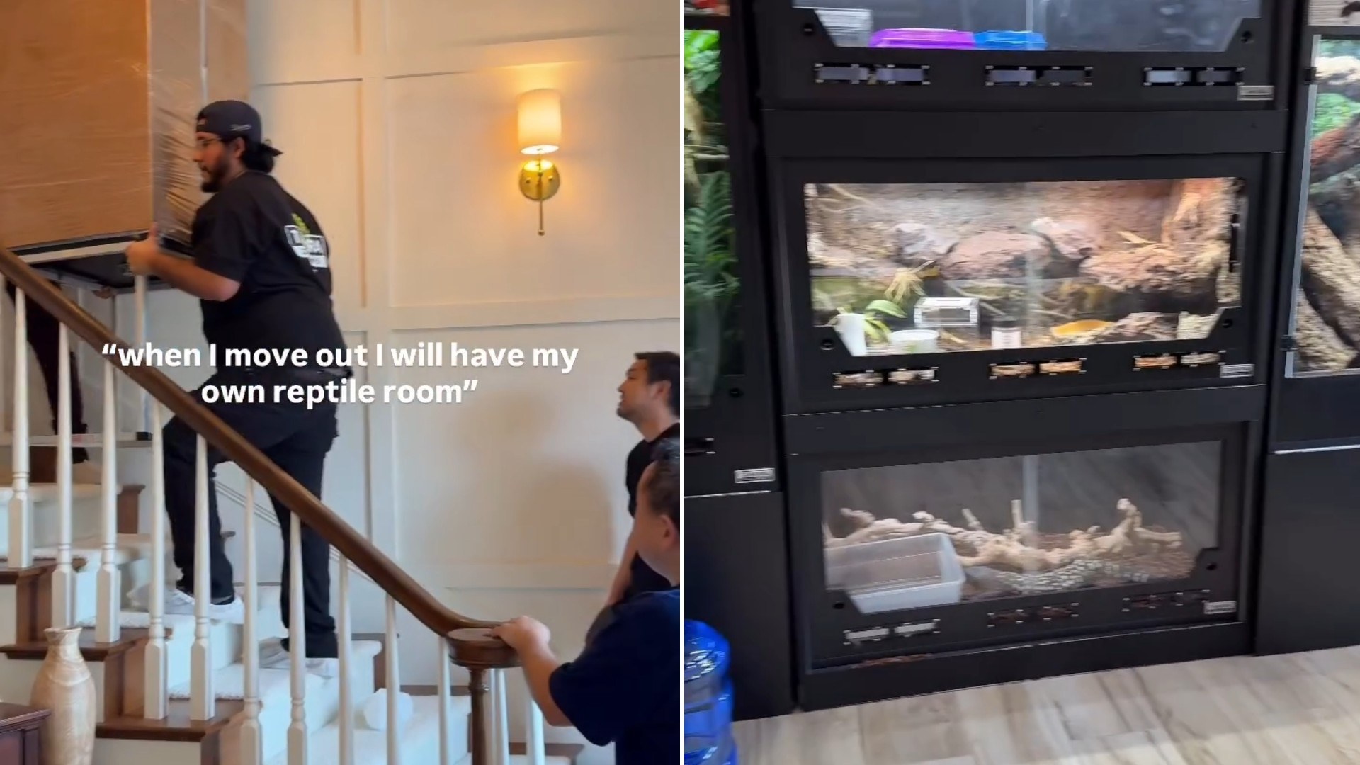 Two moments from an Instagram reel: a staircase and a wall of reptile enclosures.