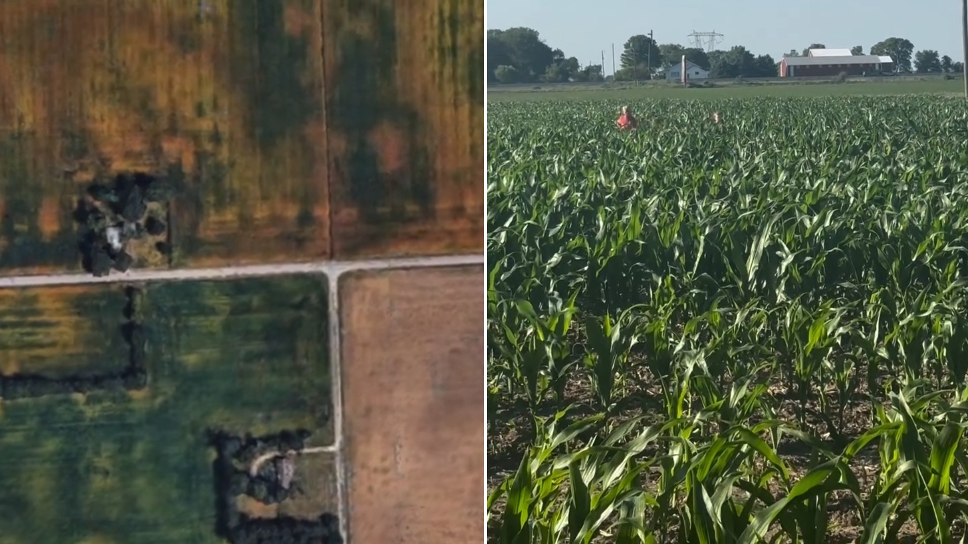 Split image from an Instagram reel: an aerial view of farmland parcels divided by a gravel road, next to a ground-level view of a green cornfield with farm buildings and trees on the horizon