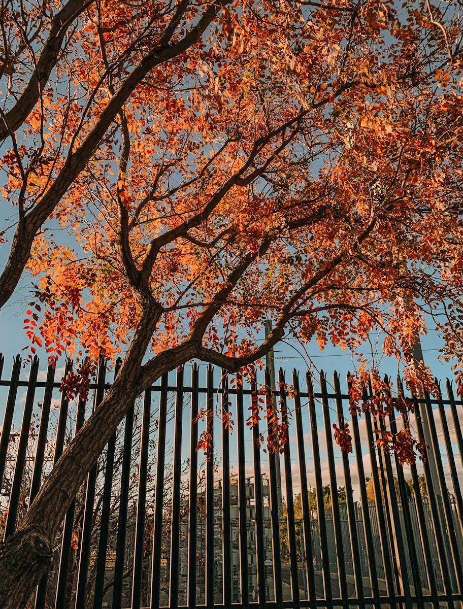brown tree with brown leaves during daytime