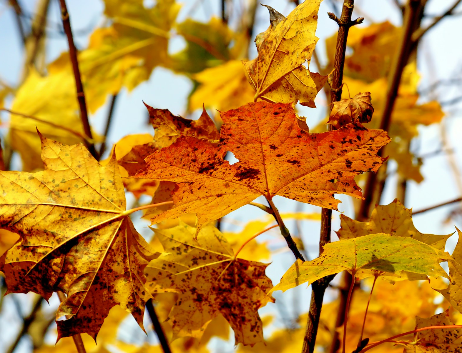 a bunch of leaves that are on a tree