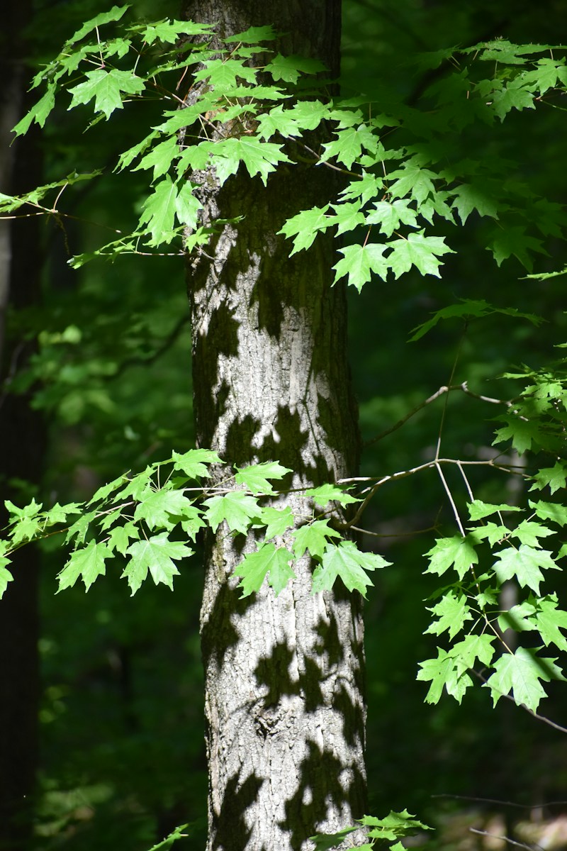 green leaves on brown tree trunk