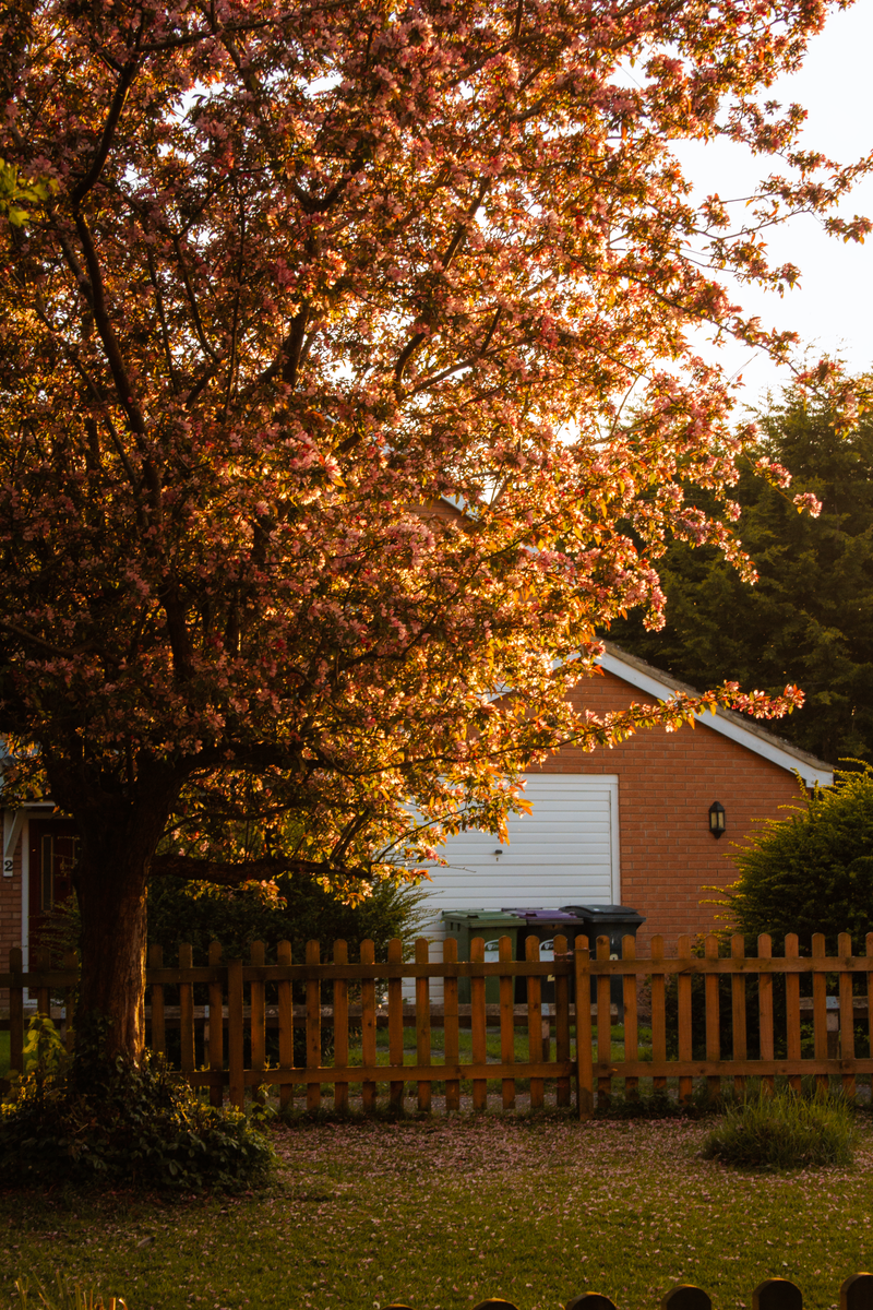 A picturesque spring scene of a blossoming tree in an English garden at sunset.