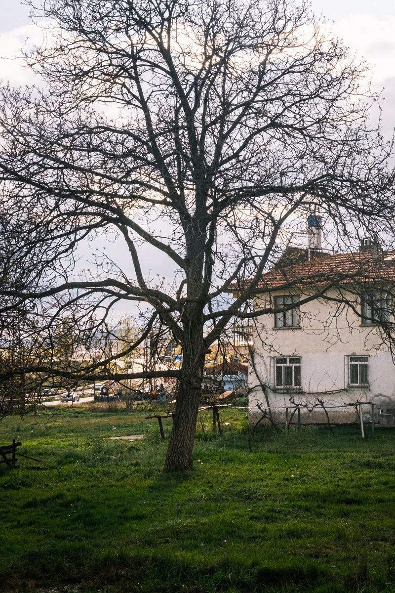 A serene rural landscape featuring a bare tree and a quaint cottage at dusk, conveying tranquility.