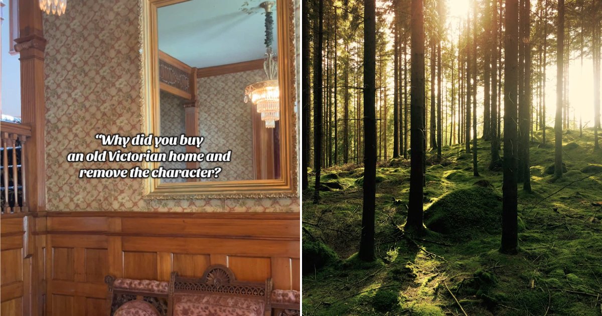 Forest scene wall mural