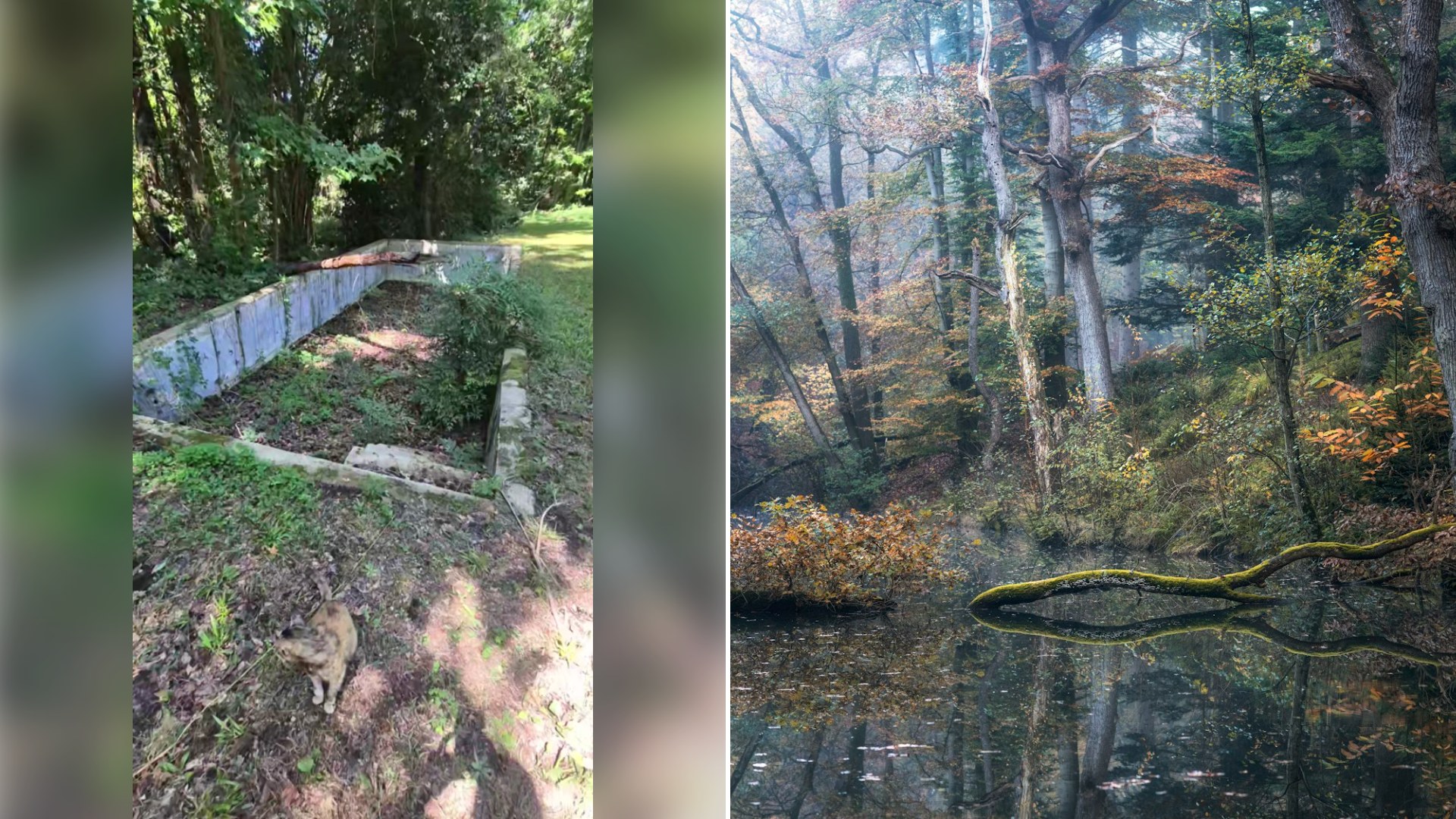Left: cover still from a TikTok video by @amanda.crosby14. Right: a body of water surrounded by trees in a forest (Unsplash photo by Johanneke Kroesbergen-Kamps).