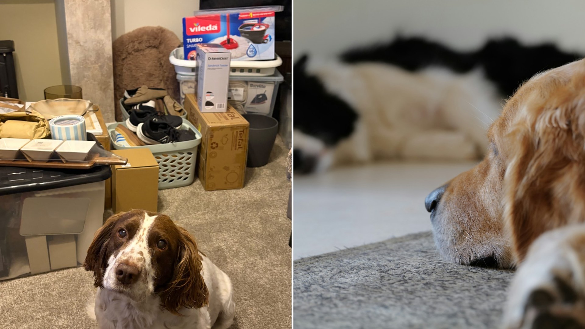 Left: cover still from an Instagram reel by @katieedonnellyy. Right: a dog lying on the floor (Unsplash photo by Yoav Hornung).